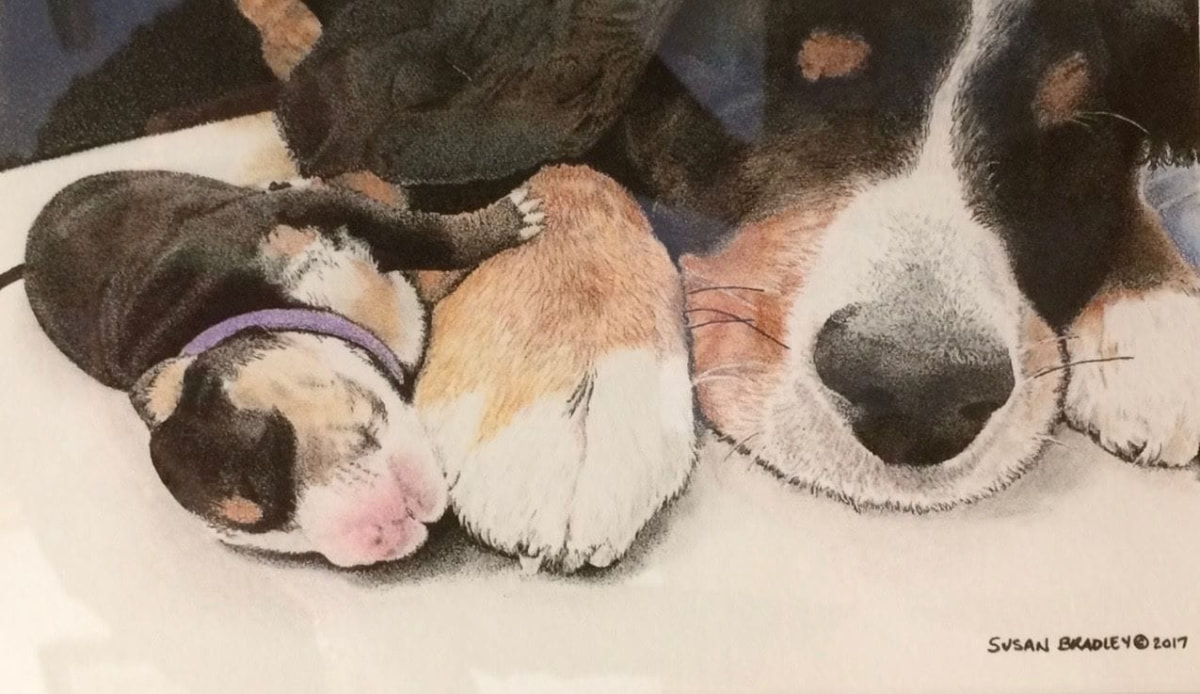 susan bradley, colored pencil, ink pointillism, pencil drawings, pointillism, pet portrait, dog portrait