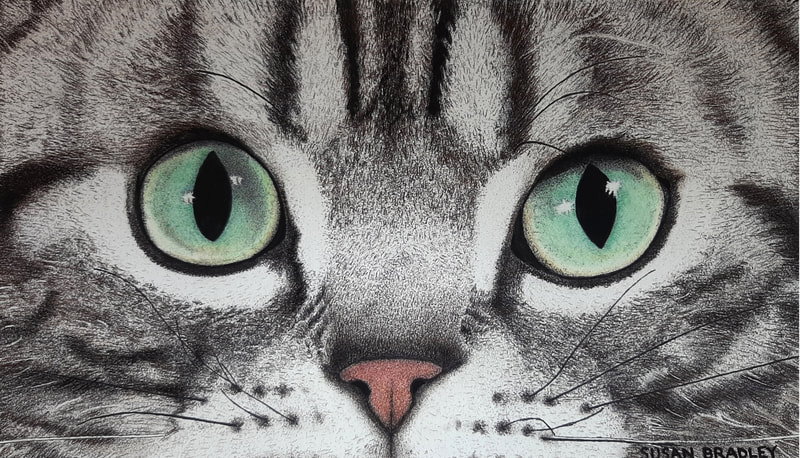 susan bradley, colored pencil, ink pointillism, pencil drawings, pointillism, pet portrait, cat portrait