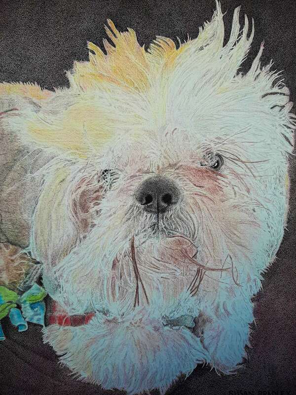susan bradley, colored pencil, ink pointillism, pencil drawings, pointillism, pet portrait, dog portrait