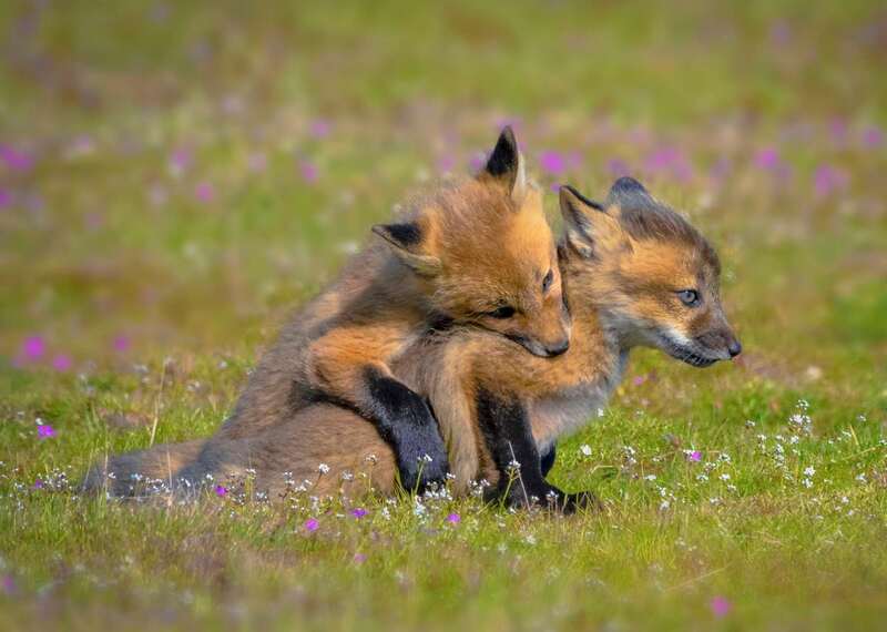 beth bridgers johns photography, beth johns photography, red foxes, red foxes of san juan island, san juan island red foxes