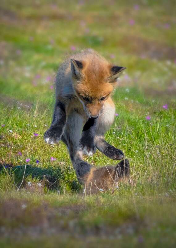 beth bridgers johns photography, beth johns photography, red foxes, red foxes of san juan island, san juan island red foxes