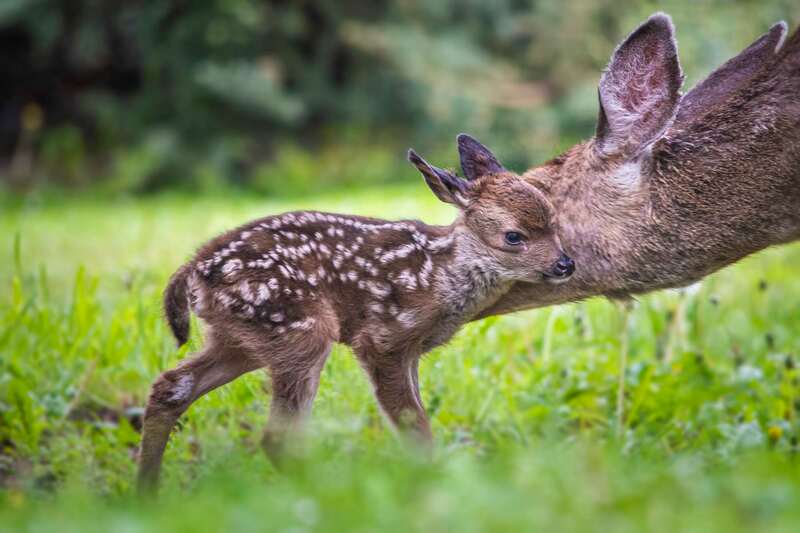 beth bridgers johns photography, beth johns photography, blacktail deer, deer and fawn, newborn fawn, doe and fawn