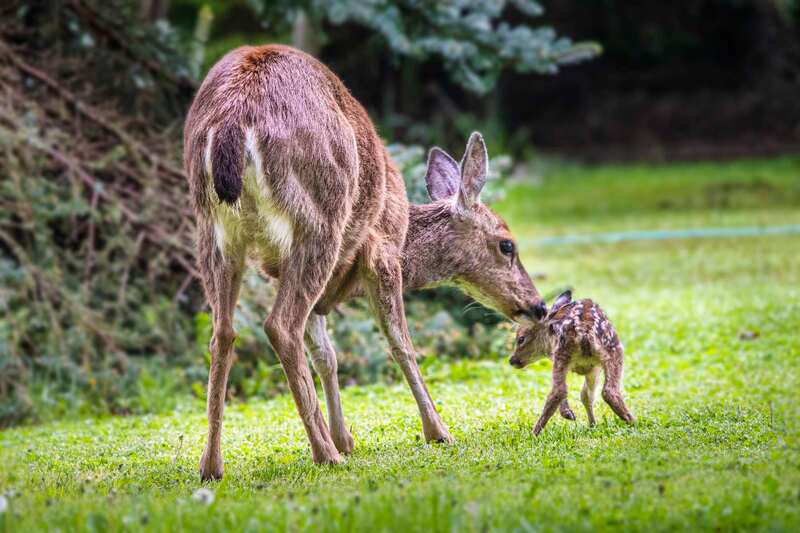 beth bridgers johns photography, beth johns photography, blacktail deer, deer and fawn, newborn fawn, doe and fawn