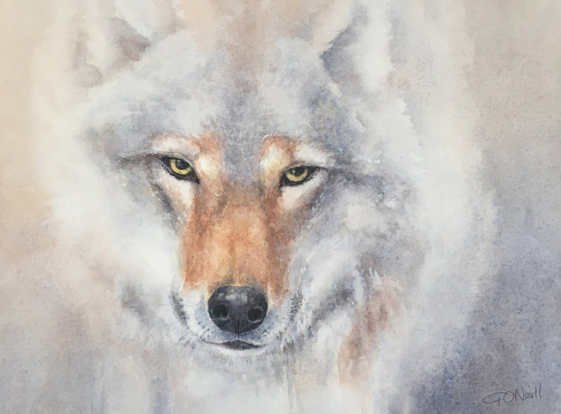 ginny o'neill, watercolor paintings, watercolors, animal portraits, animal watercolors, pet portraits, portraits, birds, dogs, wolves, ravens, birds
